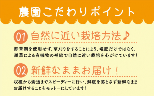 びわ 2Lサイズ 24玉（約1kg～1.5kg）  西海市 びわ ビワ 果物 フルーツ 2Lサイズ ＜代田浩人＞ [CEO001]