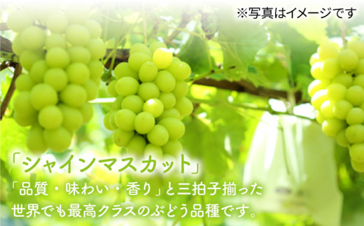 【訳あり】【ご家庭用におすすめ♪】県内唯一の技術で栽培した「ぶぶぶどう」ぶどう3色食べ比べ（1.5～2.0kg） [CCE008]