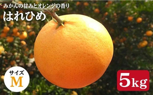 【先行予約☆贈答用みかん】はれひめ 約５kg（Mサイズ）＜広津農園＞ [CBN004]