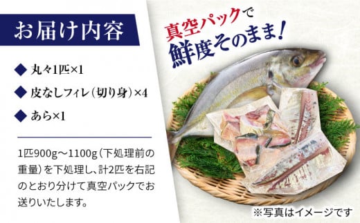 【新鮮手間なし！】 シマアジ 丸々一匹＋皮なしフィレ4切れ＋あら1つ＜大島水産種苗＞ [CBW012]