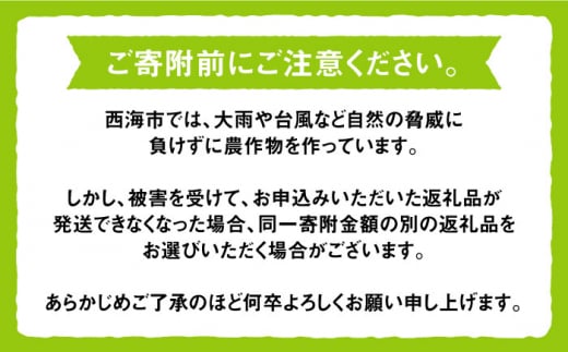 【数量限定】ぶどう詰め合わせ 約5キロ（10房）＜岡本　満博＞ [CEN009]