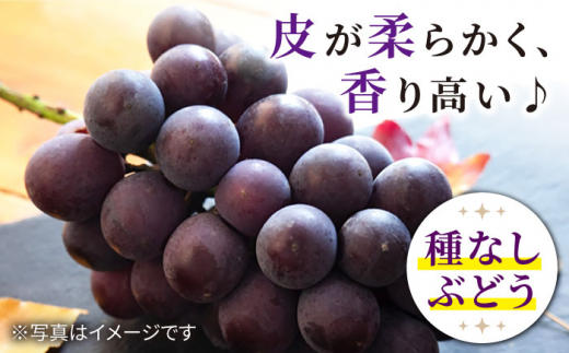 【数量限定】【種なし皮ごと！】ナガノパープル 約1kg（2房） ぶどう ブドウ 巨峰 西海市産 ＜山田敦義＞ [CCX003]