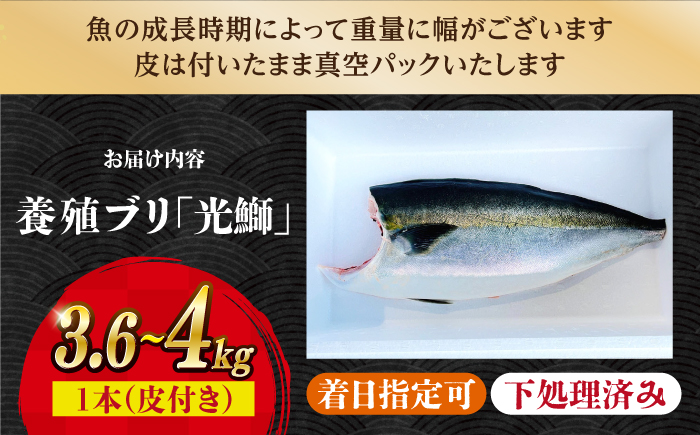 【着日指定可】魚 ブロック 養殖 ブリ「光鰤」1本 3.6〜4kg  西海市産 魚 ブロック 刺身 ブリ ぶり ブリしゃぶ ＜小山水産＞ [CDZ006]