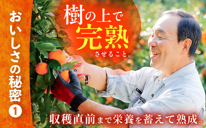 【☆先行予約☆】糖度13〜15度！ハウス木成 完熟 不知火 約3kg ＜原口果樹園＞ [CCW005] 西海市 デコポン 不知火 みかん 柑橘 完熟 甘い でこぽん 