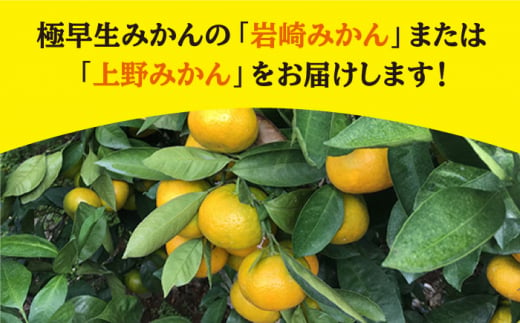 みかん 【先行予約】【酸っぱいから甘いへの変化】 極早生みかん （岩崎・上野）約5kg みかん ミカン 柑橘 西海みかん 早生みかん 贈答 ギフト みかん ＜Da・IWASAKI FARM＞ [CCZ002]