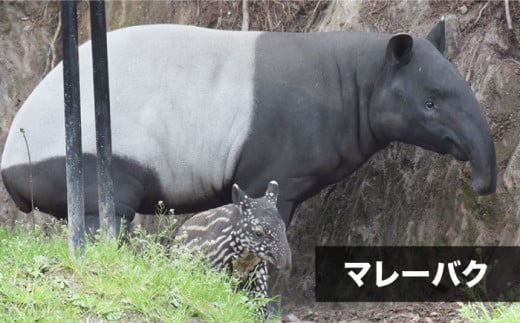 Zooっと近くにふれあえる動植物園の入園券＆商品券＜長崎バイオパーク＞ [CAB001]