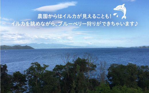 【☆先行予約☆】 ブルーベリー 冷蔵 栽培期間中 農薬不使用 約1kg ブルーベリー 果物 果実 冷蔵 生ブルーベリー ブルーベリー 西海市産 ＜広津農園＞ [CBN008]