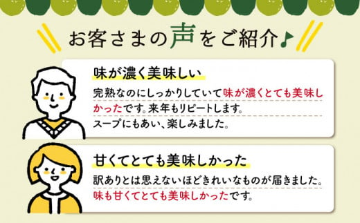 ミニ トマト 訳あり 約3kg まぼろしチョイス掲載のお品！ 西海市産 トマト とまと 野菜 新鮮 旬 トマト ＜白石農園＞ [CBI003]