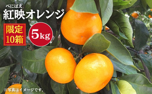 【先行予約☆限定10箱】紅映（べにばえ）オレンジ 約5kg＜原口果樹園＞ [CCW007]