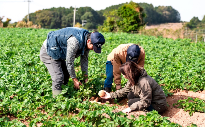 勝田農園の満々じゃがいも にしゆたか 約10kg（M〜Lサイズ混合）＜勝田農園＞ [CGM002]