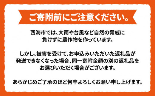 トマト ミスズプレミアム トマト 約1kg（9個）  西海市産 トマト とまと 野菜 新鮮 旬  ＜株式会社ミスズアグリ西海＞ [CFN002]