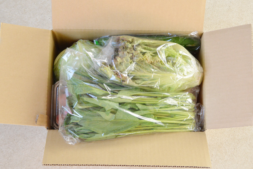 3回 定期便 雲（う～ん）と仙（ぜん）ぶ食べられる 野菜セット 8～10品 [肥前グローカル 長崎県 雲仙市 item1393] 野菜セット 野菜 セット 詰め合わせ