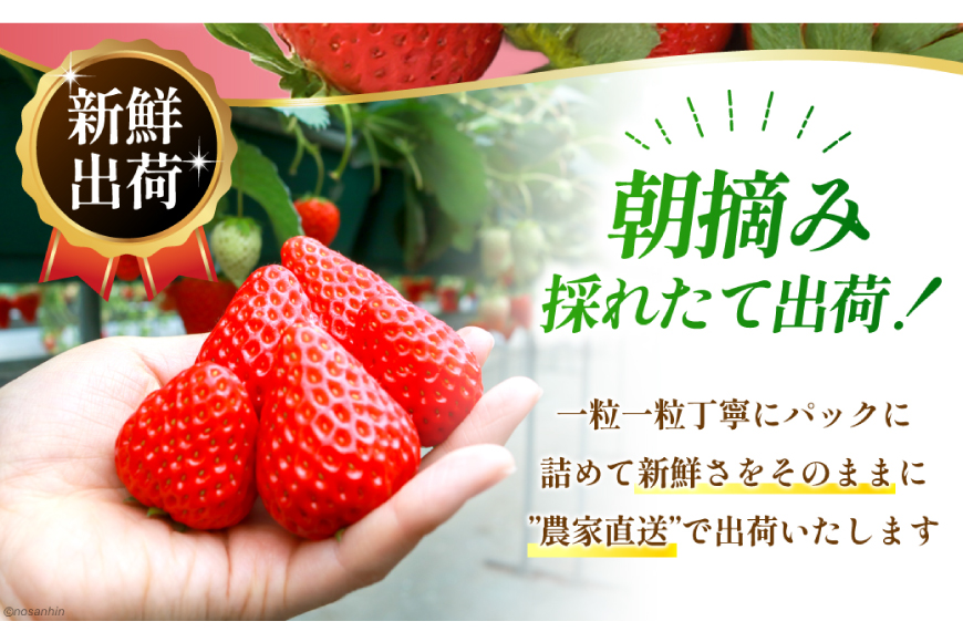 期間限定発送 いちご 恋みのり 約1080g 270g× 4パック [長崎県農産品流通 長崎県 雲仙市 item2032] イチゴ 苺 フルーツ 果物 1kg 1kg以上 季節限定