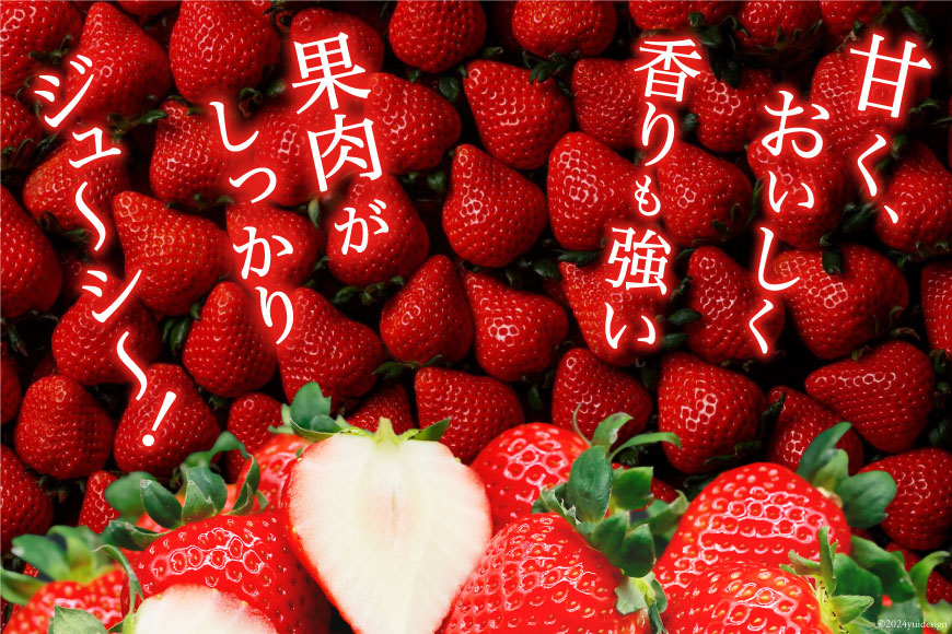 【期間限定発送】 いちご 恋みのり 大粒 1kg以上 [キチ・フィールド 長崎県 雲仙市 item1715] イチゴ 苺 果物 フルーツ 完熟 ストロベリー 長崎県産 季節限定