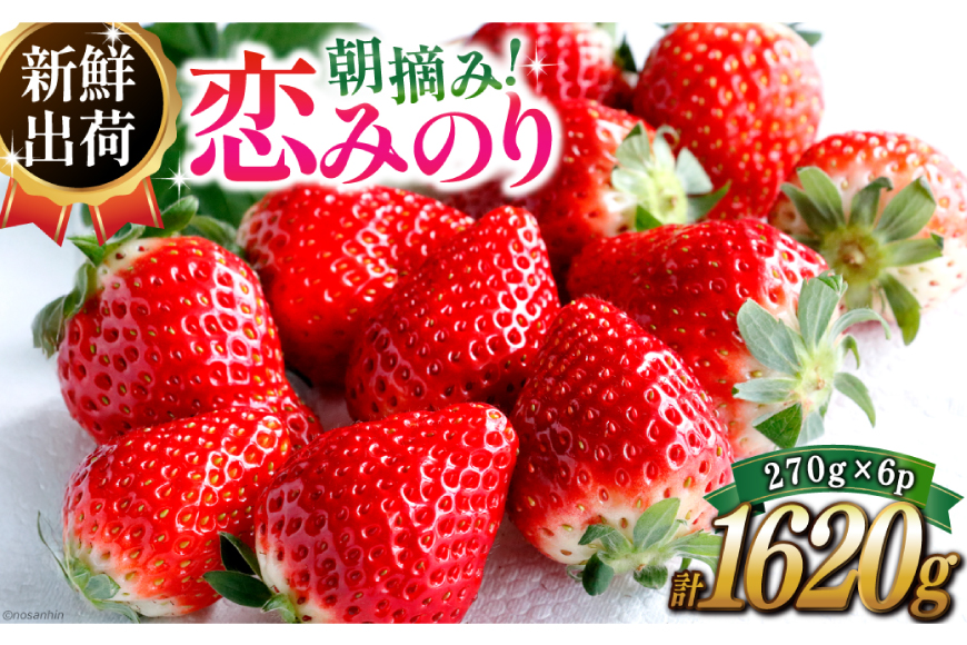 期間限定発送 いちご 恋みのり 約1620g 270g× 6パック [長崎県農産品流通 長崎県 雲仙市 item2031] イチゴ 苺 フルーツ 果物 1kg以上 季節限定