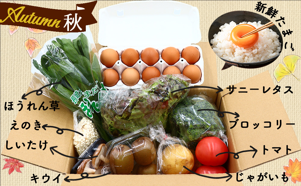 【12回定期便】雲仙こだわり野菜セット 野菜・フルーツ8〜9品目＋太陽卵10個 詰め合わせ [吉岡青果 長崎県 雲仙市 item1825] 野菜 フルーツ 卵 セット 旬の野菜