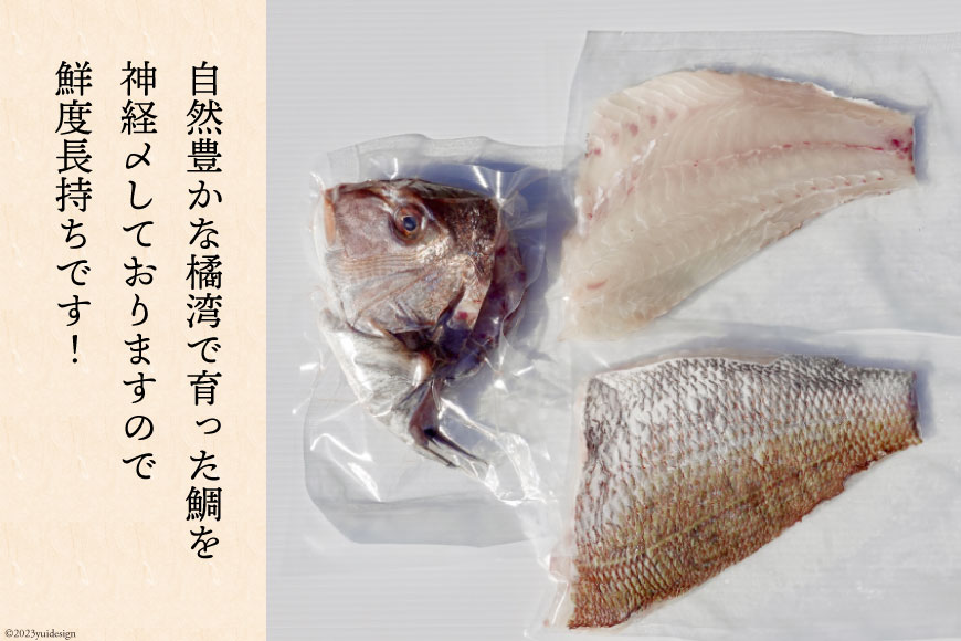 橘湾産養殖 鯛 約 1.5kg 処理済み 真空パック [荒木鮮魚店 長崎県 雲仙市 item1731] たい タイ 個包装 パック済み