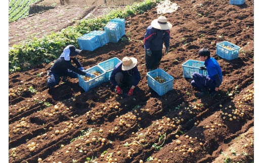 【期間限定発送】 じゃがいも ながさき黄金 10kg ( 秋じゃがいも ) [南串ながさき黄金生産組合 長崎県 雲仙市 item1353] ジャガイモ 秋ジャガイモ 野菜 10キロ 期間限定