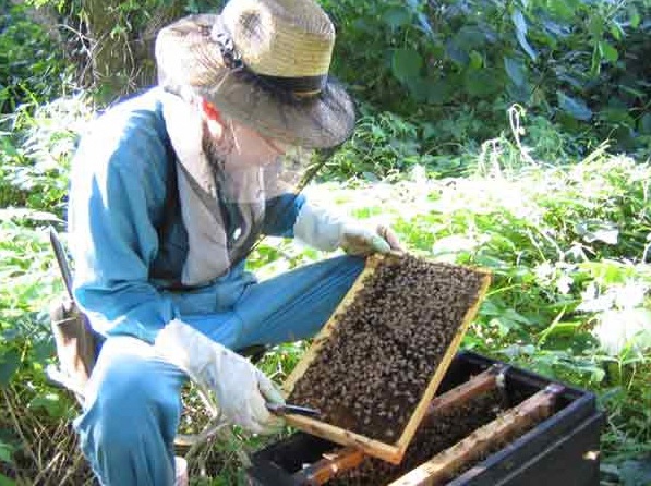 村木養蜂場　国産はちみつ１．２ｋｇ（ハゼ蜜）