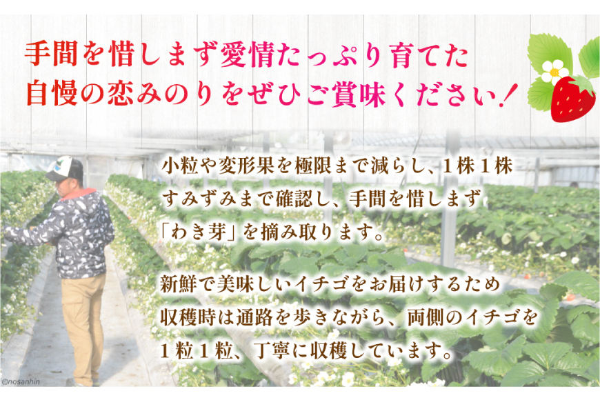 期間限定発送 いちご 恋みのり 約1620g 270g× 6パック [長崎県農産品流通 長崎県 雲仙市 item2031] イチゴ 苺 フルーツ 果物 1kg以上 季節限定