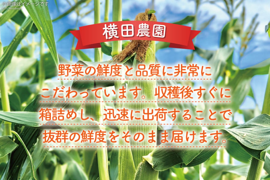 【期間限定発送】 とうもろこし 16本 横田さん家の美味しいスイートコーン ゴールドラッシュ [横田農園 長崎県 雲仙市 item1946] コーン トウモロコシ 野菜