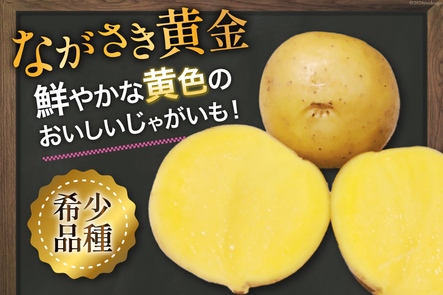 マツコの知らない世界で紹介【期間限定発送】 じゃがいも ながさき黄金 10kg ( 秋じゃがいも ) [南串ながさき黄金生産組合 長崎県 雲仙市 item1353] ジャガイモ 秋ジャガイモ 野菜 10キロ 期間限定