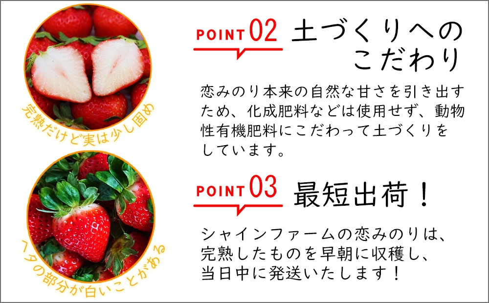 【先行受付】いちご 1kg以上 恋みのり 2Lサイズ以上 朝どれ シャインファームから直送 / 吉岡青果 / 長崎県 雲仙市 [item0832] / 果物 くだもの フルーツ イチゴ 苺 4パック 1キロ