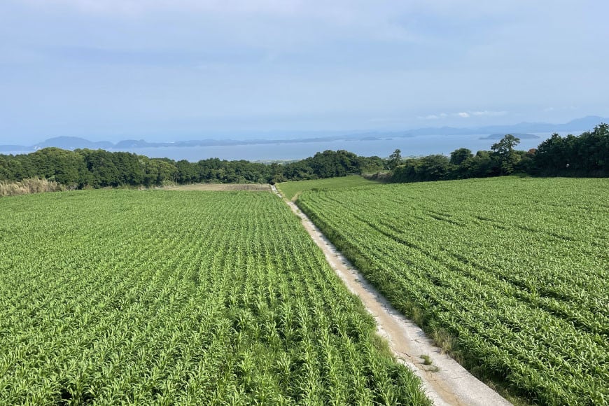 雲仙あか牛 ローストビーフ 1kg [高田牧場 長崎県 雲仙市 item1891] 和牛 国産 牛肉 肉 あか牛 牛 冷凍 ブランド牛