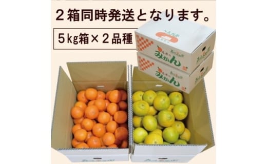 【期間限定発送】 みかん 柑橘詰合せセット 2種類（5kg×2箱）計10kg [森崎果樹園 長崎県 雲仙市 item1342] みかん 10kg 果物 フルーツ 詰め合わせ セット 10キロ 期間限定