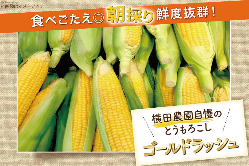 【期間限定発送】 とうもろこし 16本 横田さん家の美味しいスイートコーン ゴールドラッシュ [横田農園 長崎県 雲仙市 item1946] コーン トウモロコシ 野菜