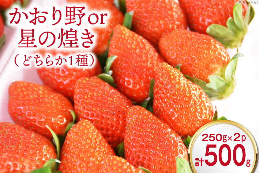 【旬 いちご 】「かおり野」or「星の煌き」どちらか1種 250g×2p [まるまさ 長崎県 雲仙市 item1206] 苺 イチゴ フルーツ かおり野 星の煌き ２パック 期間限定