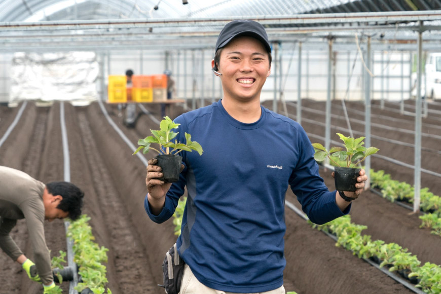 【期間限定発送】 いちご 紅白いちごセット ｢恋みのり｣ ｢雲仙の花ぼうろ｣ 計2パック [トトノウ 長崎県 雲仙市 item1416] 苺 イチゴ 2パック 赤いちご 白いちご フルーツ 果物 くだもの 期間限定 季節限定 セット 食べ比べ