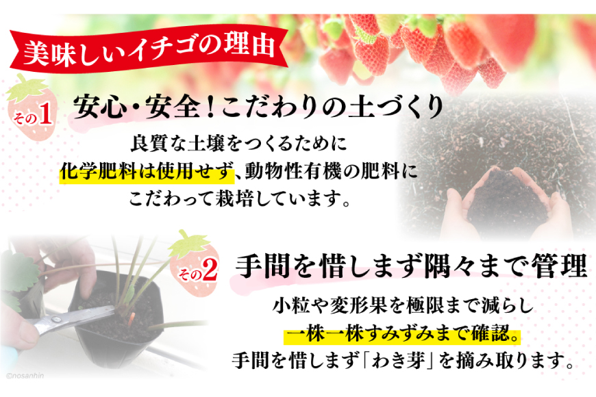 大玉限定！ いちご 恋みのり 約540g 270g 2パック 3L サイズ以上 [長崎県農産品流通 長崎県 雲仙市 item2033] イチゴ 苺 フルーツ 果物 季節限定