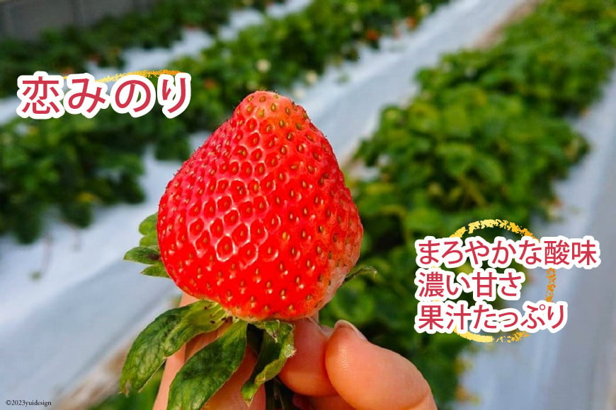 【好評により受付再開】 いちご 赤いちご 恋みのり 250g×2パック [トトノウ 長崎県 雲仙市 item1414] 苺 イチゴ クリスマス フルーツ 果物 くだもの 期間限定 季節限定