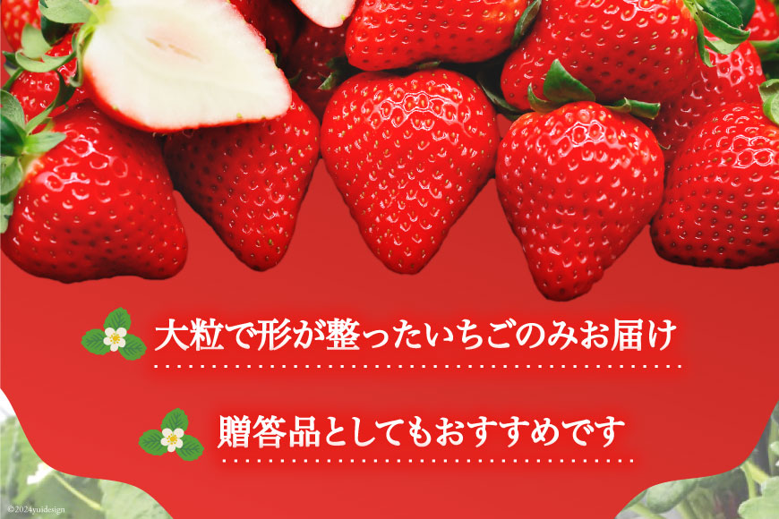 【期間限定発送】 いちご 恋みのり 大粒 1kg以上 [キチ・フィールド 長崎県 雲仙市 item1715] イチゴ 苺 果物 フルーツ 完熟 ストロベリー 長崎県産 季節限定