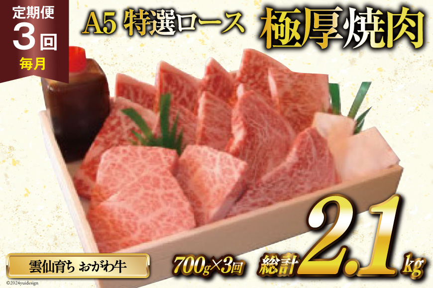 定期便 3回 牛肉 雲仙育ち おがわ牛 A5 特選 ロース 極厚焼肉 総計2.1kg(700g×3回) 黒毛和牛 冷凍 [焼肉おがわ 長崎県 雲仙市 item1840]