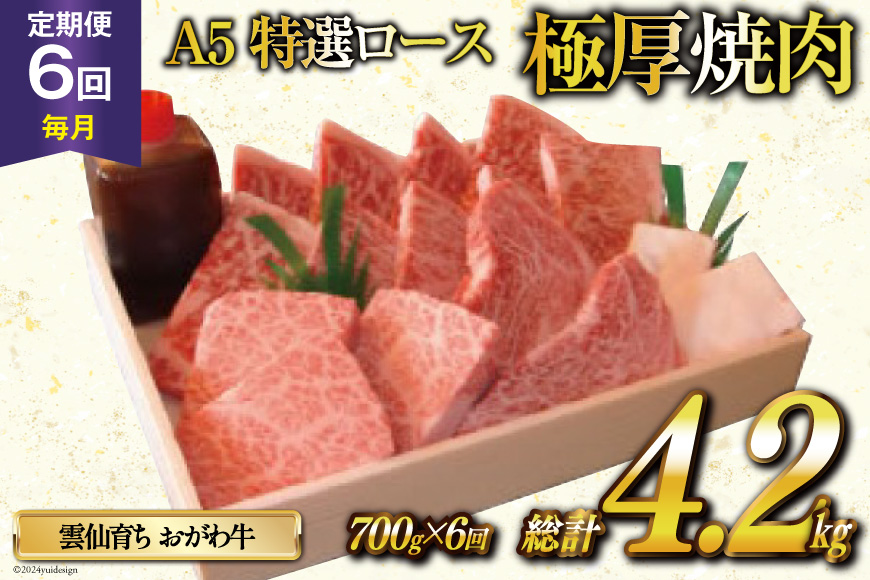 定期便 6回 牛肉 雲仙育ち おがわ牛 A5 特選 ロース 極厚焼肉 総計4.2kg(700g×6回) 黒毛和牛 冷凍 [焼肉おがわ 長崎県 雲仙市 item1841]