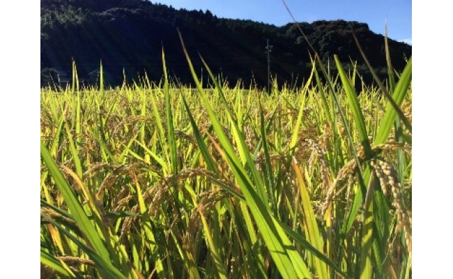 【新米予約】 令和6年 長崎県産 ひのひかり 精米 5kg 数量限定 [長崎県農産品流通 長崎県 雲仙市 item1549] 新米 米 お米 こめ おこめ コメ 5キロ 期間限定