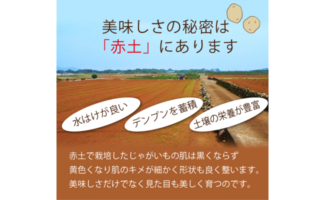 【期間限定発送】 じゃがいも 飛子の馬鈴薯 5kg 春じゃが [長崎県農産品流通 長崎県 雲仙市 item1541] ジャガイモ 春じゃがいも 5キロ 野菜 季節限定