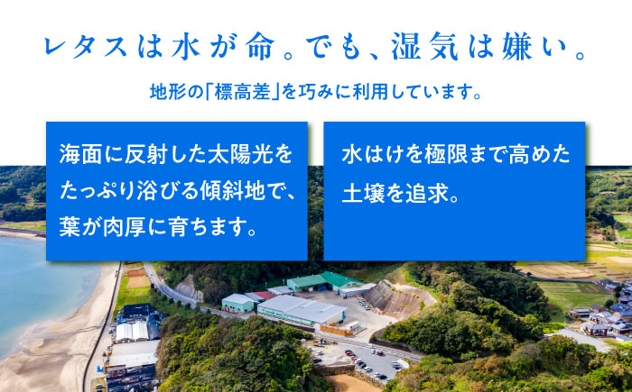 【2026年12月～発送】レタス 約8kg（12～14玉）/ れたす 野菜 やさい / 南島原市 / 株式会社松尾青果 [SGU005]