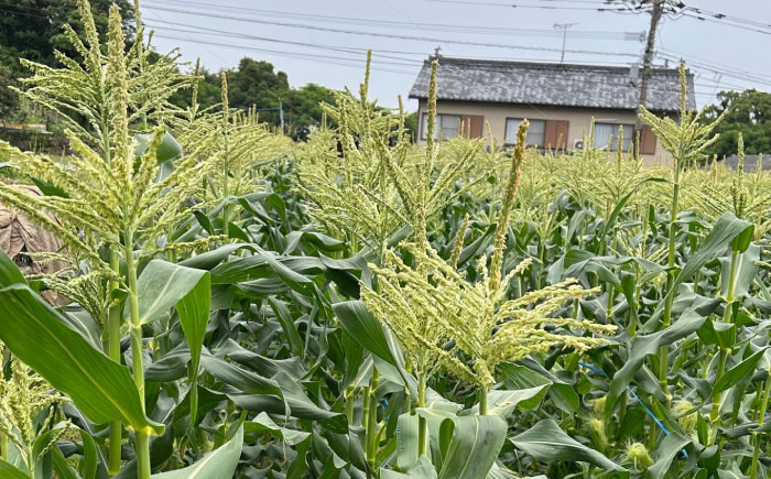 【2026年6月～発送】【最高糖度20度以上！】とうもろこし 2Lサイズ 20本 / ゴールドラッシュネオ トウモロコシ コーン スイートコーン / 南島原市 / 三和サービス株式会社 [SGB009]