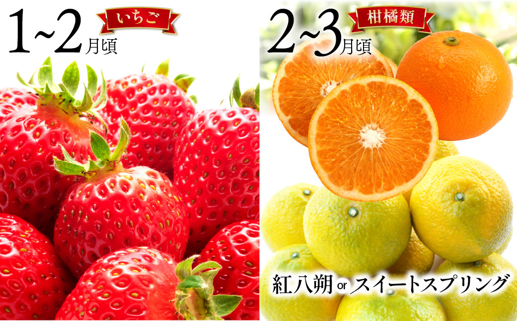 【6回定期便 Aコース】フルーツ定期便 旬のフルーツセット / いちご 柑橘類 スイカ メロン 梨 キウイ / フルーツ 定期便 ふるーつ定期便 フルーツ 詰め合わせ 果物定期便 春フルーツ 夏フルーツ 秋フルーツ 冬フルーツ / 南島原市 / 長崎県農産品流通合同会社 [SCB065]