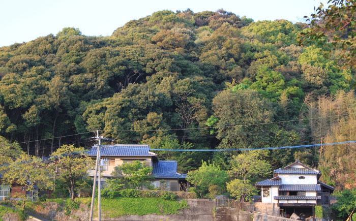 【2024年12月中旬〜発送】【ビタミンCたっぷり！】完熟 島原 ざぼん 2 〜 3個  南島原市 / 中邨 [SAG008]