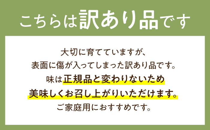 【2025年4月下旬～発送】【根強い人気!】 訳あり プリンスメロン 約4kg（傷もの）/ メロン めろん フルーツ 果物 / 南島原市 / 南島原果物屋 [SCV024]