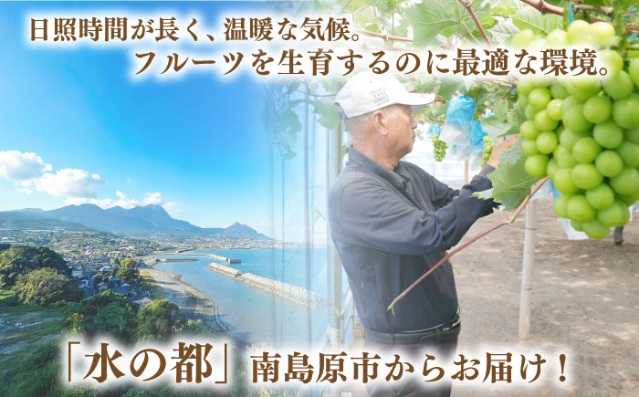 【2025年8月〜発送】【数量限定】【糖度18度以上】巨峰ぶどう 4房 2kg以上 / ぶどう ブドウ 葡萄 巨峰 果物 フルーツ ふるーつ / 南島原市 / ミナサポ [SCW073]