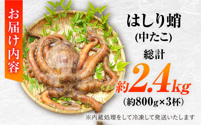 【着日指定】島原半島 はしり蛸(中たこ) 3杯　約2400g / タコ　新鮮　海鮮物　刺し身　揚げ物　酢物　キャンプ　BBQ / 南島原市 / 深江町漁業協同組合 [SBO005]