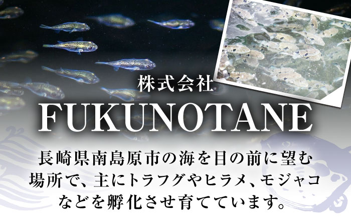 【新鮮！贅沢おつまみ】トラフグのたたき（小皿/40g）×5枚 / ポン酢 もみじおろし セット 冷凍 ふぐ 河豚 藁焼き / 南島原市 / 株式会社 FUKUNOTANE [SFJ001]