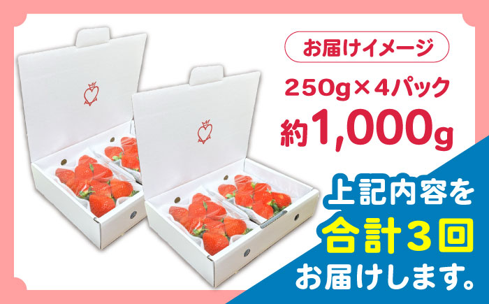 【2027年2月 初回発送】【3回定期便】南島原産 いちご 「恋みのり」約250g×4P / イチゴ 苺 フルーツ 果物 / 南島原市 / あゆみfarm [SFF003]