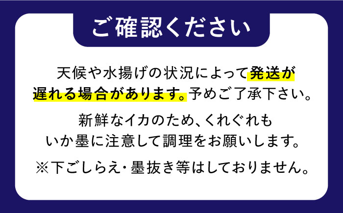 【2月〜発送】【着日指定】【おいしい南島原 認定】漁港直送！ 活〆 幸イカ 5杯 約1500g / いか　新鮮　海鮮物　刺し身　揚げ物　簡単調理　キャンプ　BBQ / 南島原市 / 深江町漁業協同組合 [SBO004]