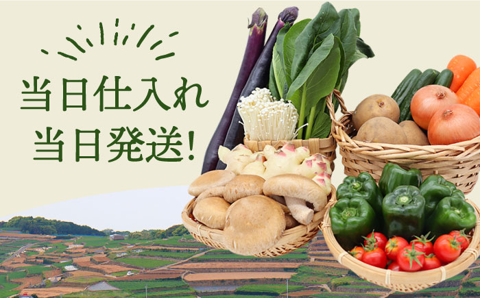 【12回定期便】野菜定期便 キノコをセット「12回（毎月）」お届け 10品目以上 詰め合わせ 12回  / 定期便 野菜 やさい 春野菜 夏野菜 秋野菜 冬野菜 旬 / 南島原市 / 吉岡青果 [SCZ007]